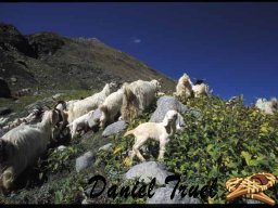 HIMACHAL